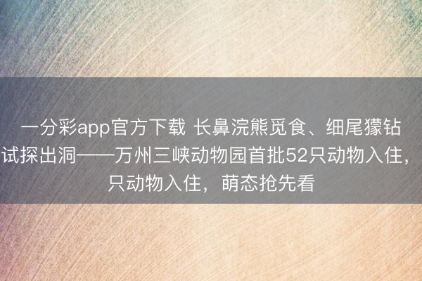 一分彩app官方下載 長(zhǎng)鼻浣熊覓食、細(xì)尾獴鉆洞、土撥鼠試探出洞——萬(wàn)州三峽動(dòng)物園首批52只動(dòng)物入住，萌態(tài)搶先看